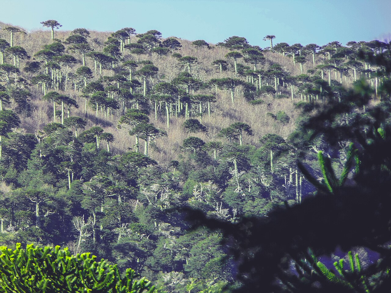 Malalcahuello